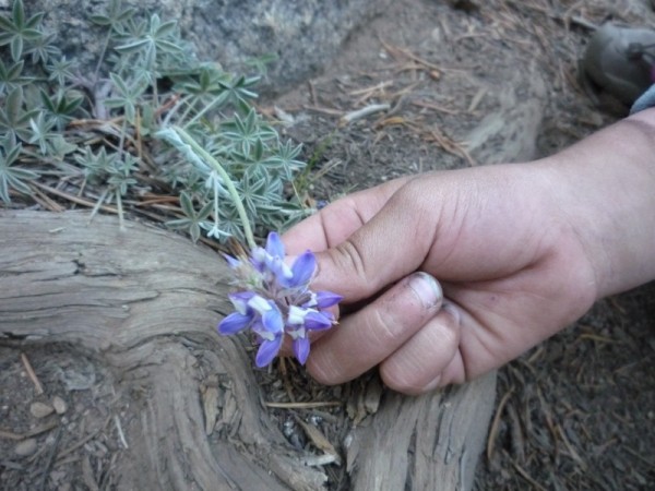 My daughter has the hardened and dirty hands of a climber, the eyes of...