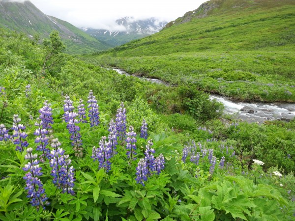 After that, we rented a sweet ass camper and drove up to Hatcher Pass