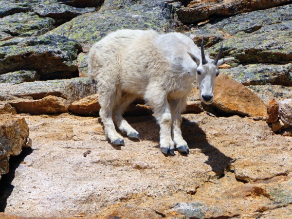 The North Cascades Mountain Goat, AKA the Mazama