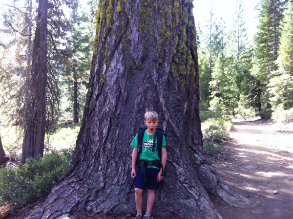 Good size tree for what did not seem to be old growth