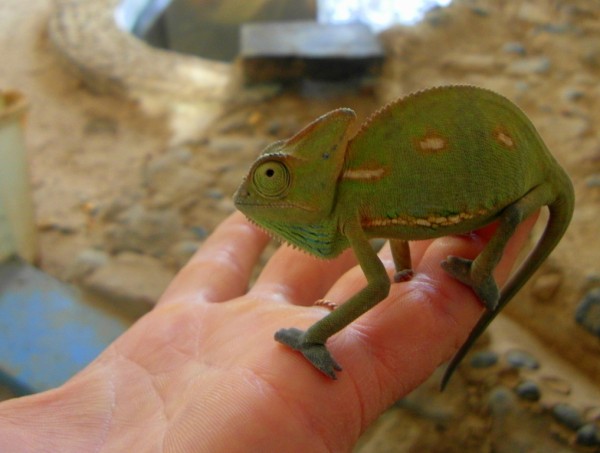 A Yemeni baby chameleon