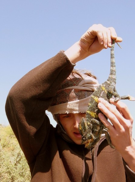 A slightly pissed-off wild Yemeni chameleon