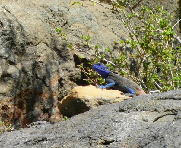 Some blue-headed lizard thing that was everywhere tanning on the rocks...