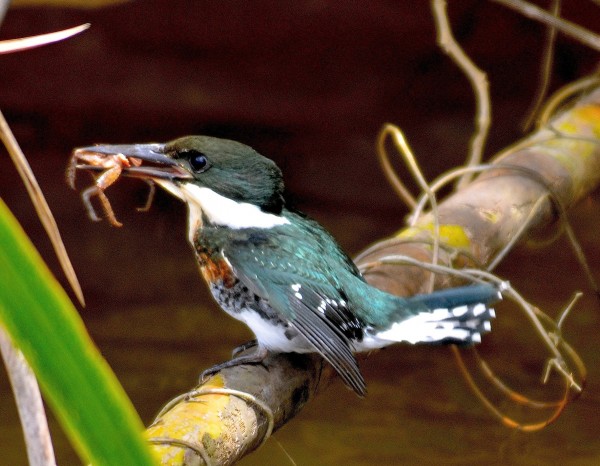 Green Kingfisher, Platano