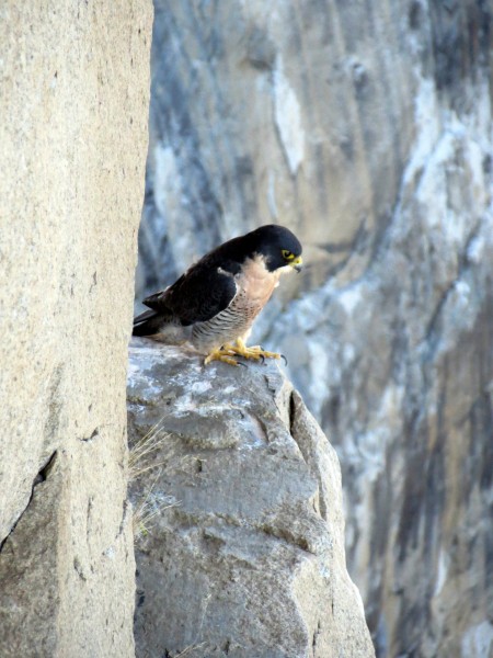 Falcon that chilled with me while I rapped over pitch 12, Tribal Rite