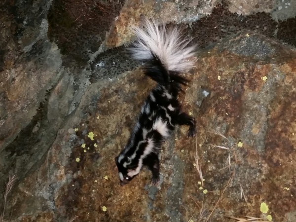 The notorious Kings Canyon spotted skunk