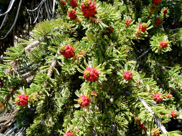 Common-red pollen cones