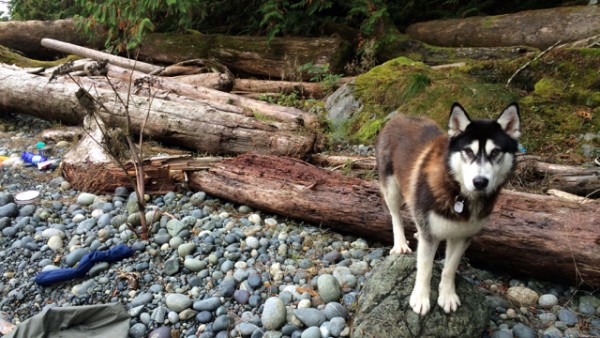 2.1 the nootka dog.