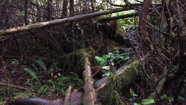 4.3 one of the more overgrown portions of the trail.