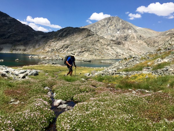 Wild flowers in the Ionian Basin at 12,000 feet.