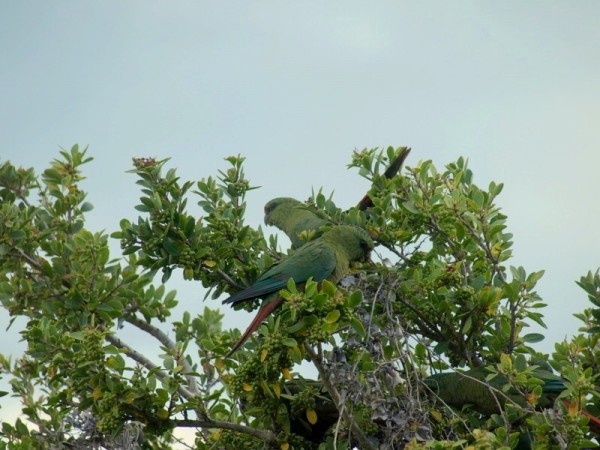 Austral Parakeets in our front yard