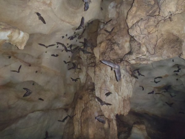 Bats in cave up unnamed tributary