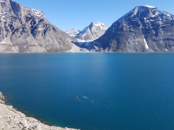 Our view as a pod of Narwhals pass by.