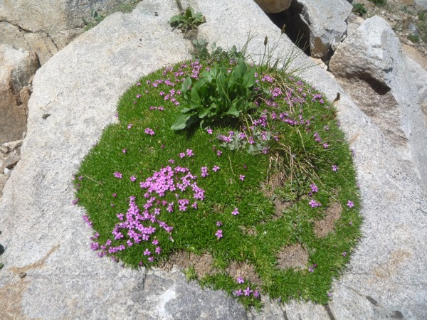 Moss Campion