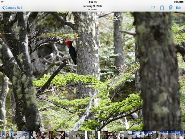 Magellanic Woodpecker