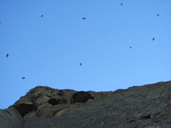 The vultures were out thinking they were going to get fed with all tha...