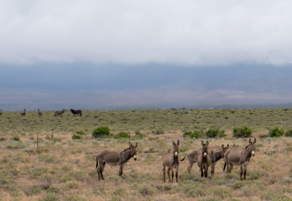 Wild horses, burros and even a Pronghorn Antelop.