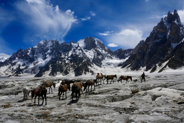 These balti horses will go anywhere