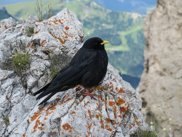An Alpine Chough, a frequent visitor in the Dolomites