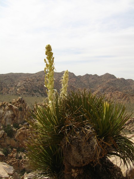 Atop Lost Horse.  Ostensibly edible.