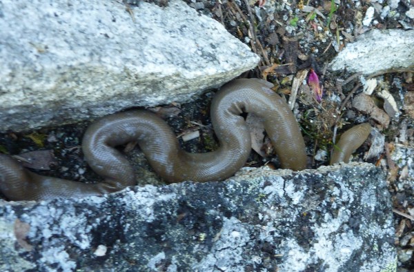 This Rosy &#40;EDIT: Rubber&#41; Boa fell out of the sky and missed Jo...