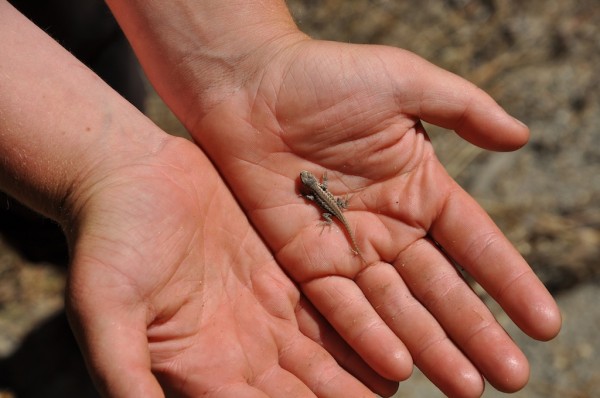 baby fence lizards were everywhere