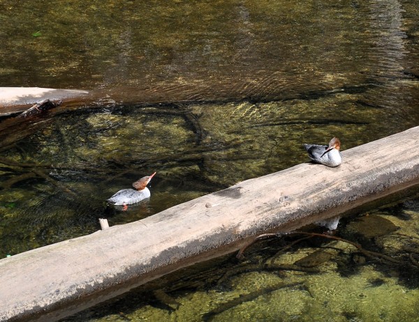 Merced Mergansers