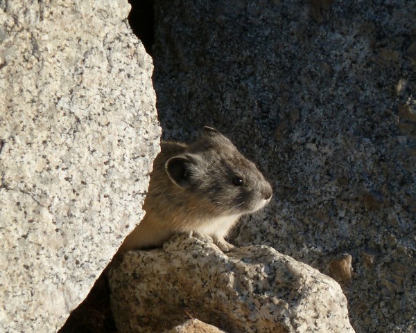 mighty cute for a rodent