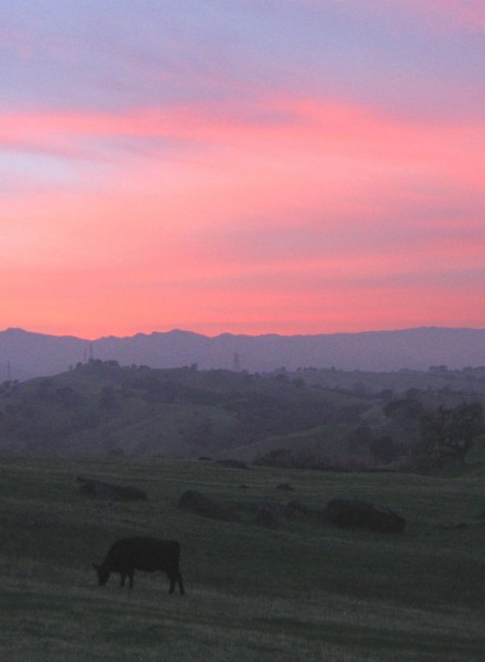 Vacaville Pink Cow Sunset